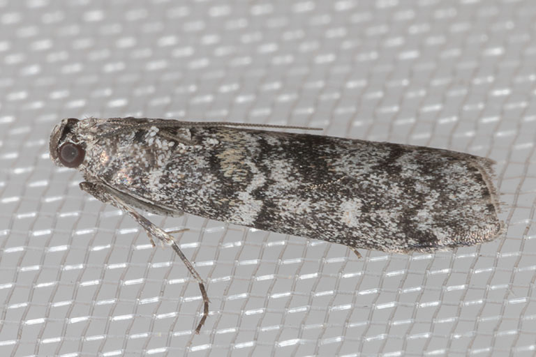 5843SpruceConeworm   (Dioryctriareniculelloides)