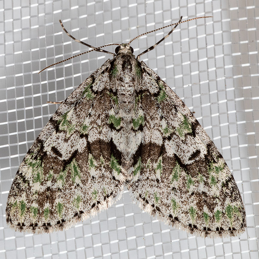 7637 Mottled Gray Carpet (Cladara limitaria)