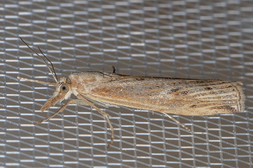 5453 Western Lawn Moth (Tehama bonifatella)