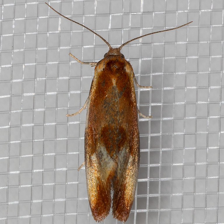 3565 (Eulia ministrana)