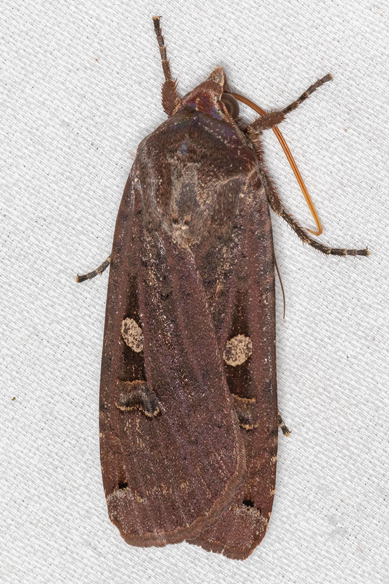 11003.1 Large Yellow Underwing    (Noctua pronuba)