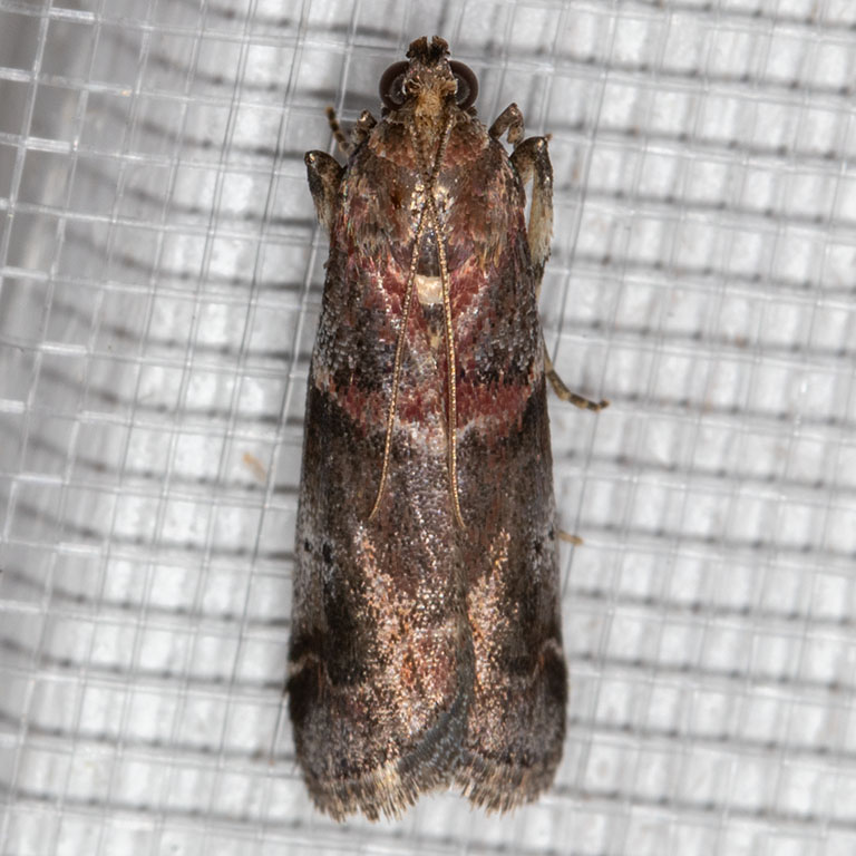 5653 Cranberry Fruitworm (Acrobasis vaccinii) (T)