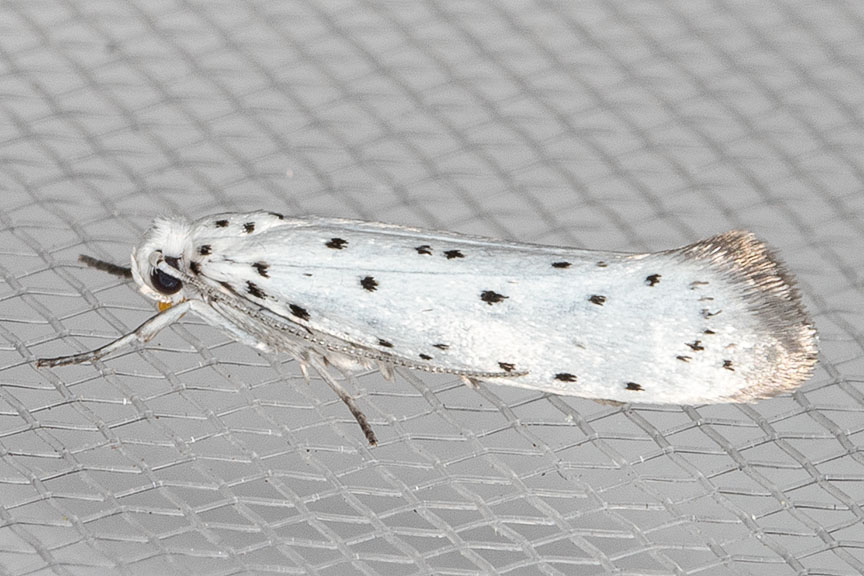 2421.1 Apple Ermine Moth (Yponomeuta malinellus)