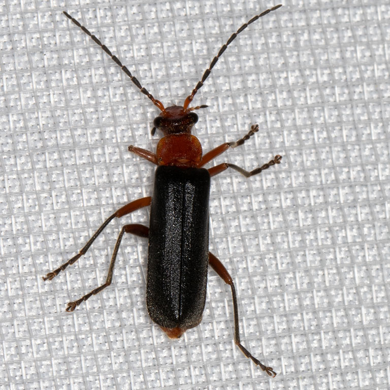 Soldier Beetle (Podabrus pruinosus diversipes)