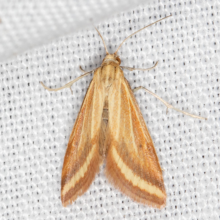 4796 Yellow-veined Moth (Microtheoris ophionalis)