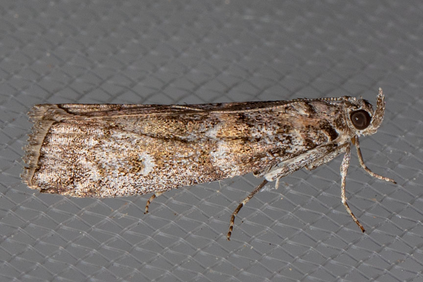 5852 Zimmerman Pine Moth (Dioryctria zimmermani) photo - Joseph V ...