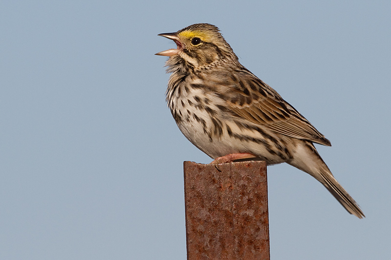 grasshopper sparrow 104