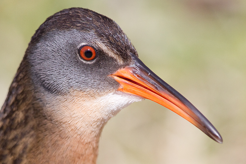 virginia rail 79