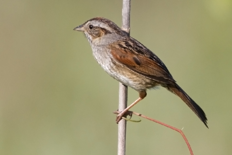 swamp_sparrow_25