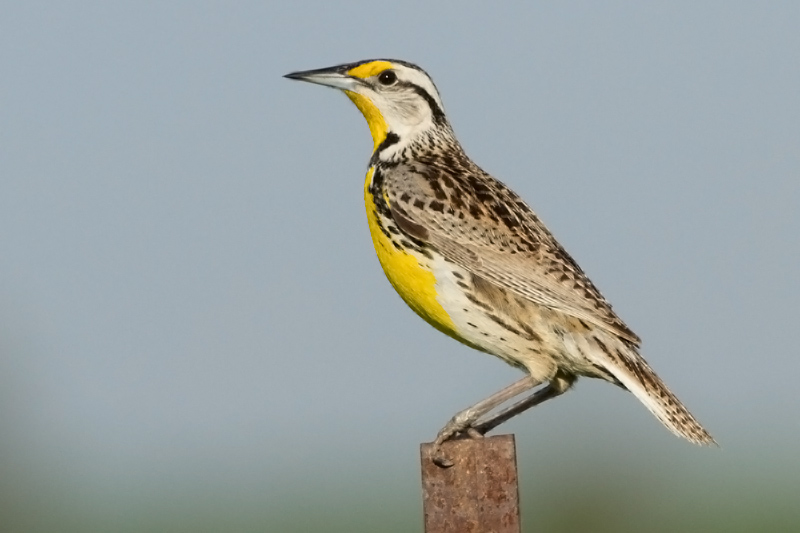 eastern_meadowlark_10