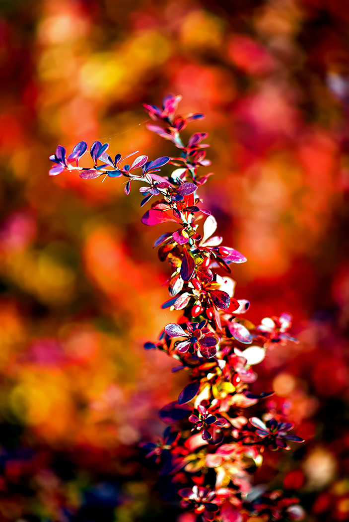 Berberis