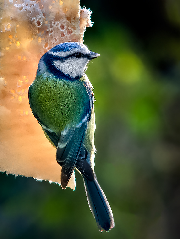 Blue tit