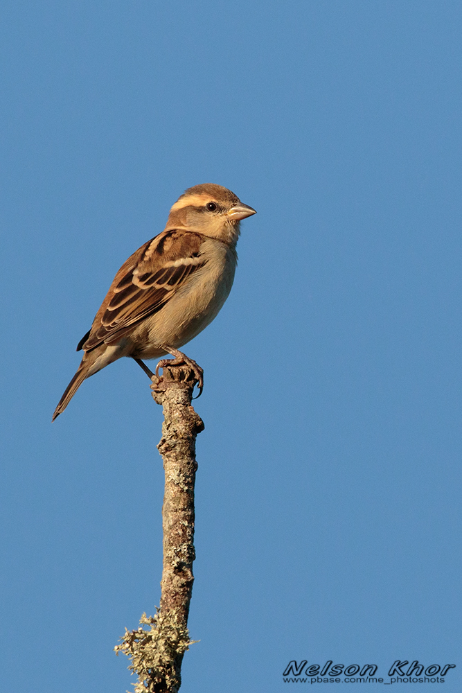 Russet Sparrow.jpg