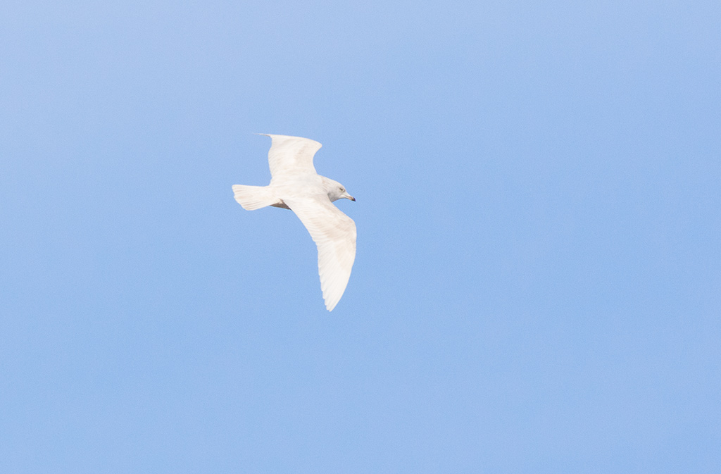 Iceland Gull (Larus glaucoides)
