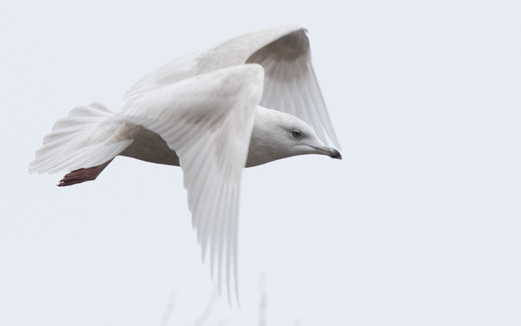 Iceland Gull (Larus glaucoides)