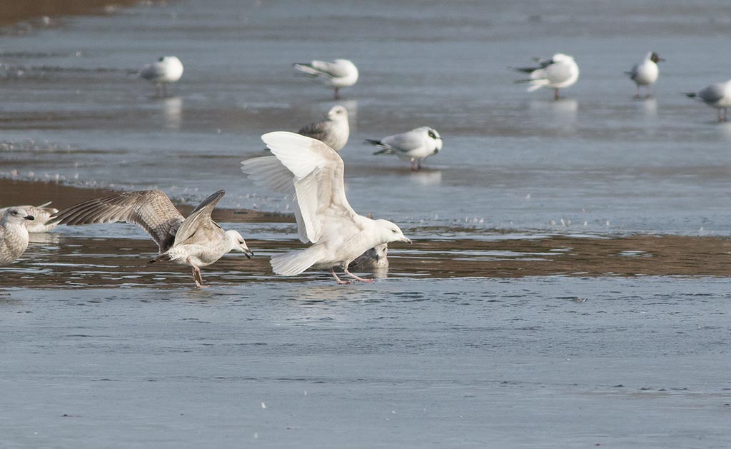 Iceland Gull (Larus glaucoides)