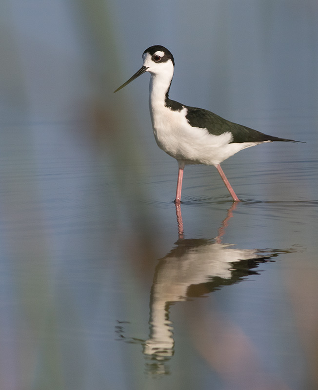 Black-necked Stilt (Himantopus mexicanus)