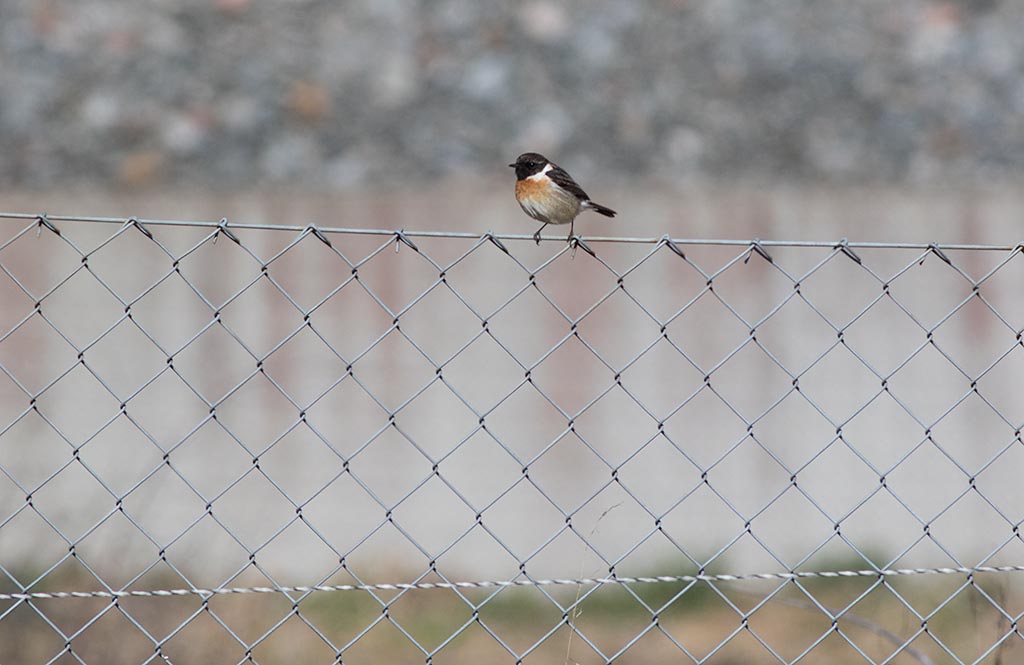 European Stonechat (Saxicola rubicola)