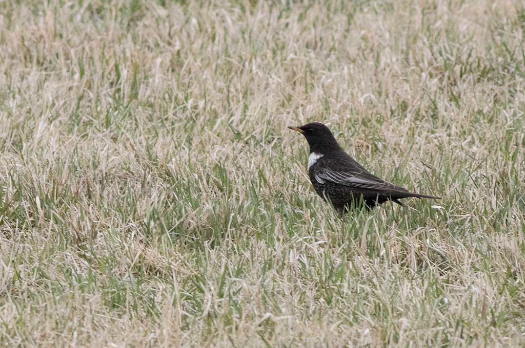 Ring Ouzel (Turdus torquatus)