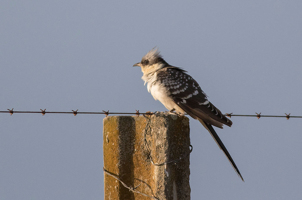 Great Spotted Cuckoo (Clamator glandarius)