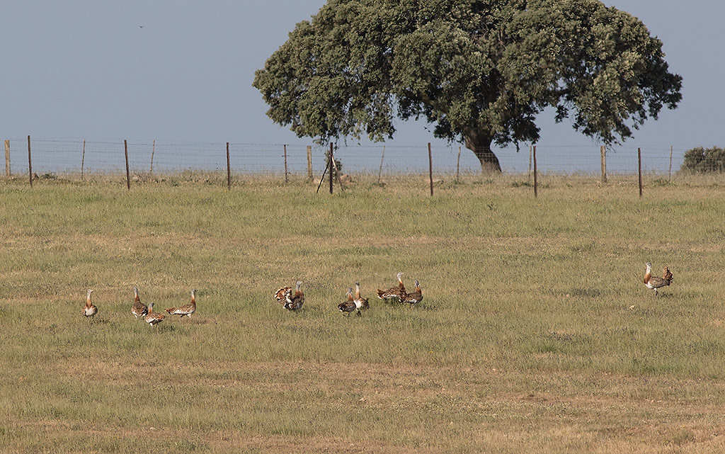 Great Bustard (Otis tarda)