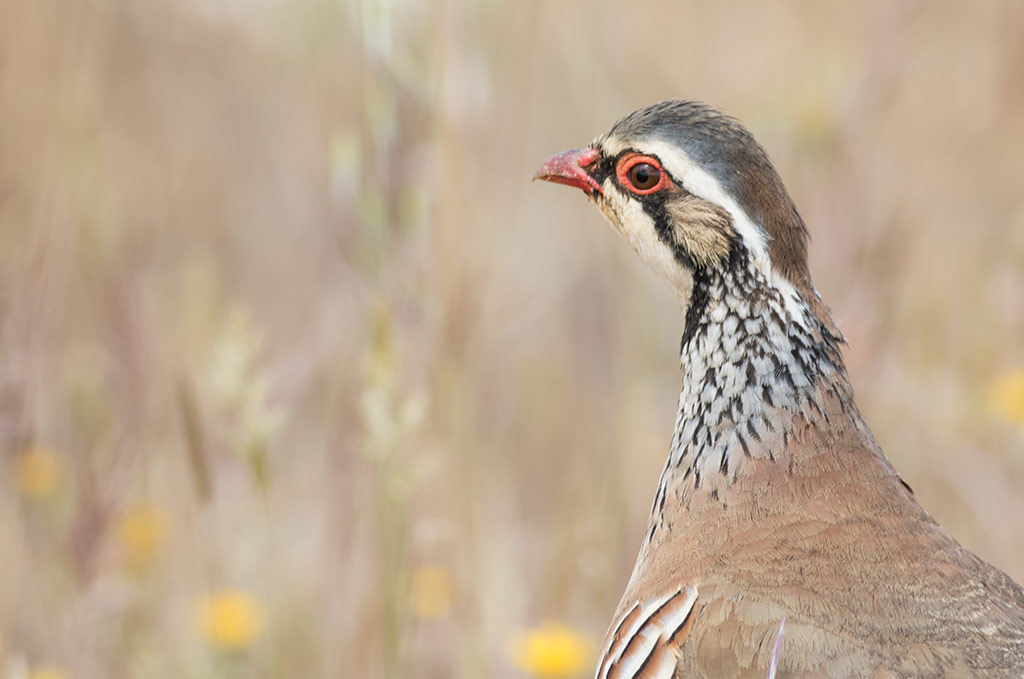 Red-legged Partridge (Alectoris rufa)