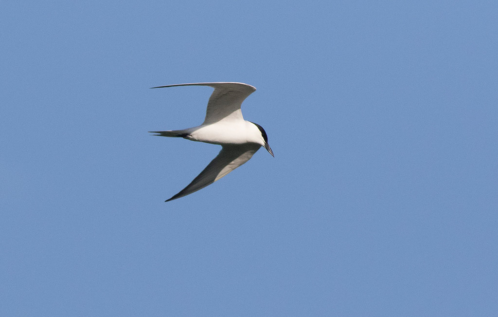 Gull-billed Tern (Gelochelidon nilotica)