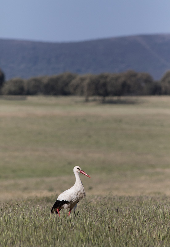 European White Stork (Ciconia ciconia)