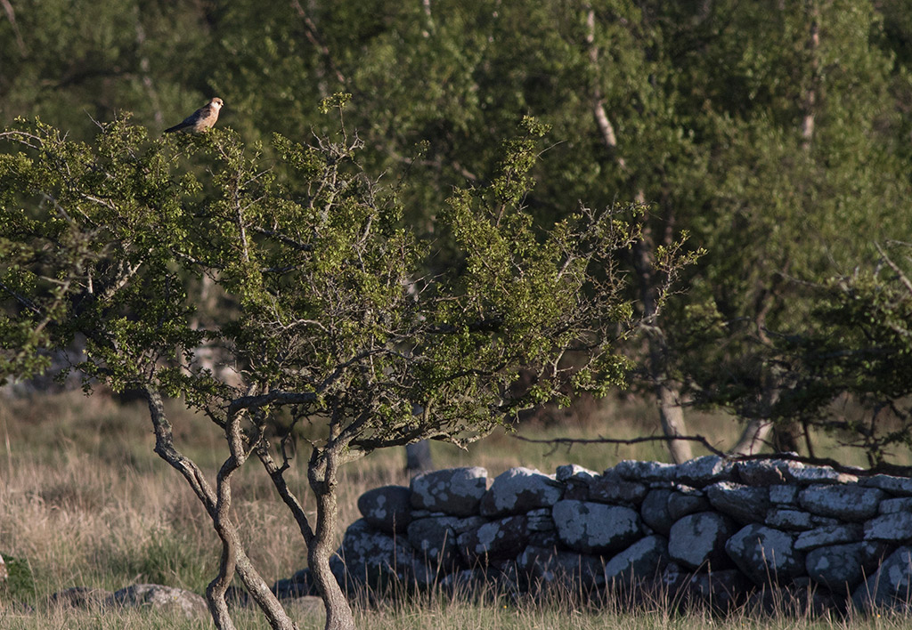 Red-footed Falcon (Falco vespertinus)