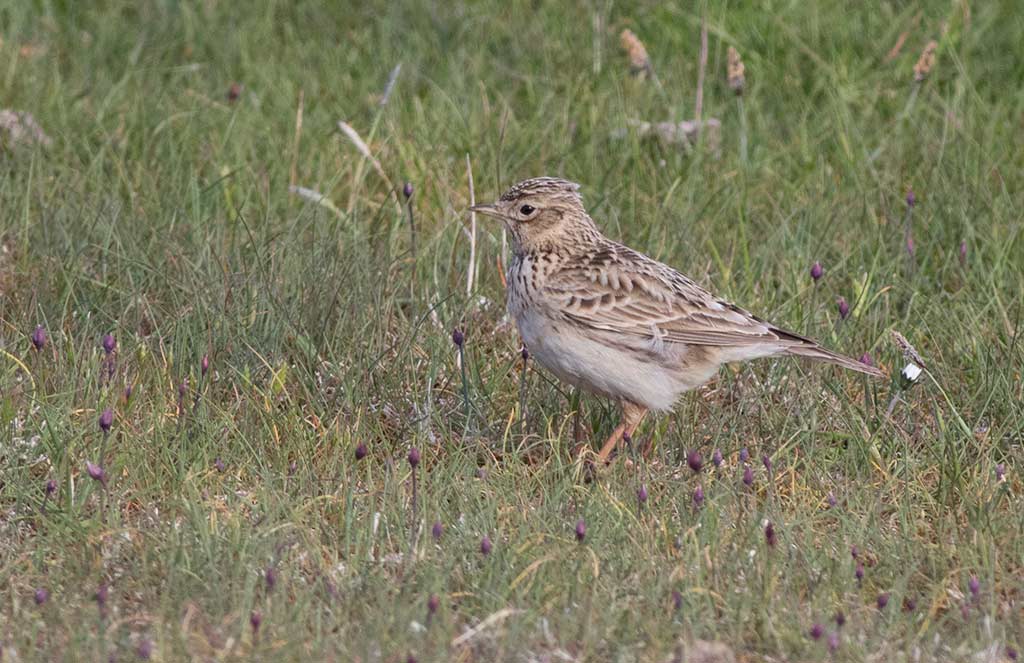 Eurasian Skylark (Alauda arvensis)