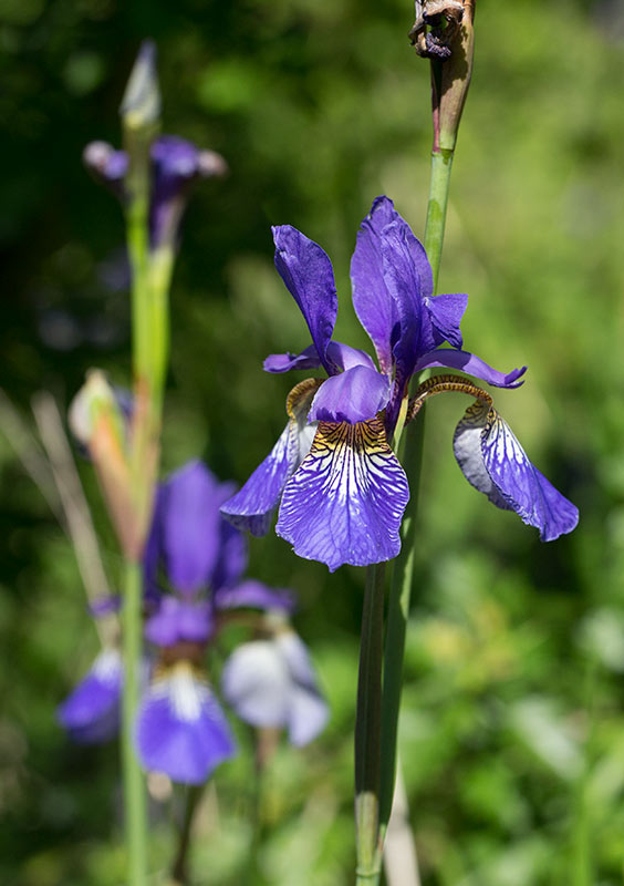 Violiris (Iris sanguinea)