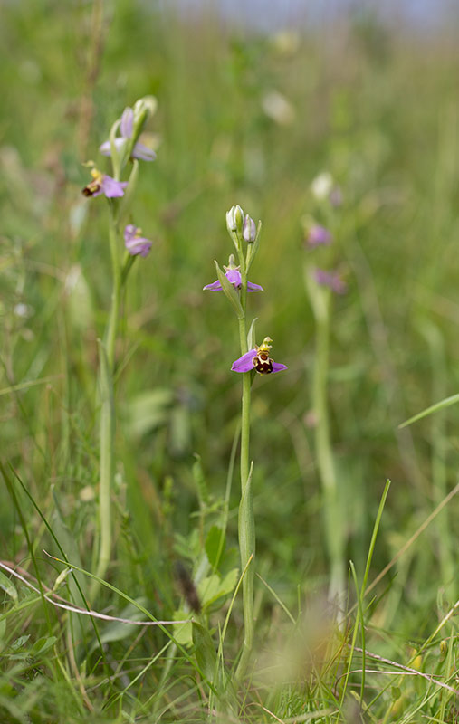 Biblomster (Ophrys apifera)