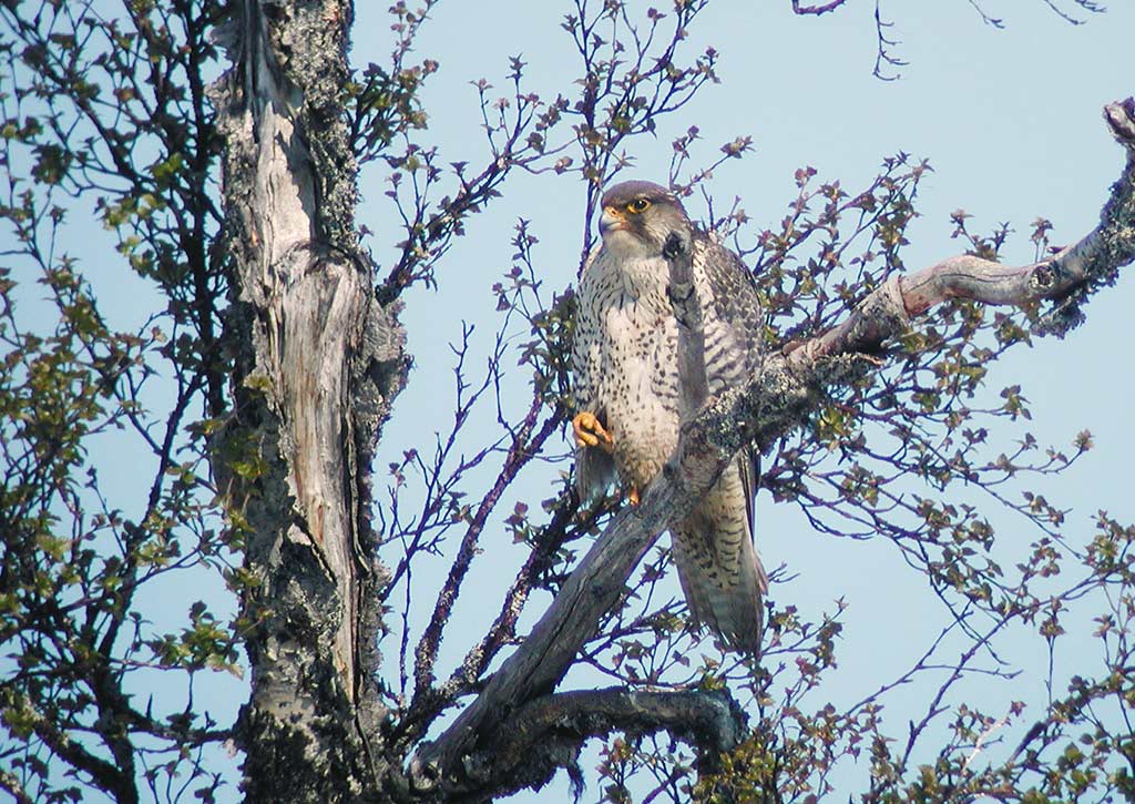Gyr Falcon (Falco rusticolus)