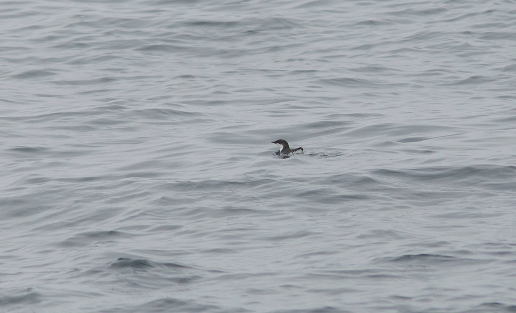 Scripps Murrelet (Synthliboramphus scrippsi)