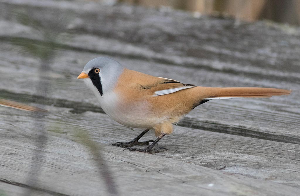 Bearded Parrotbill (Panurus biarmicus)