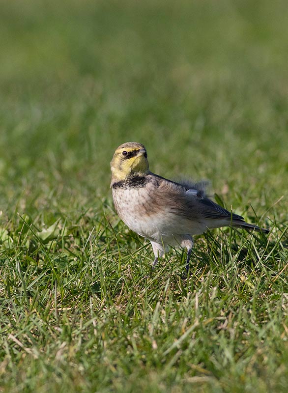 Horned Lark (Eremophila alpestris)