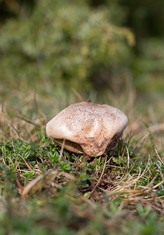 Stpprksvamp (Lycoperdon decipiens)