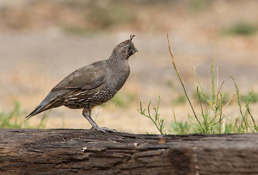 California Quail (Callipepla californica)