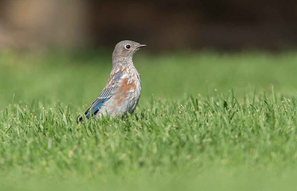 Western Bluebird (Sialia mexicana)