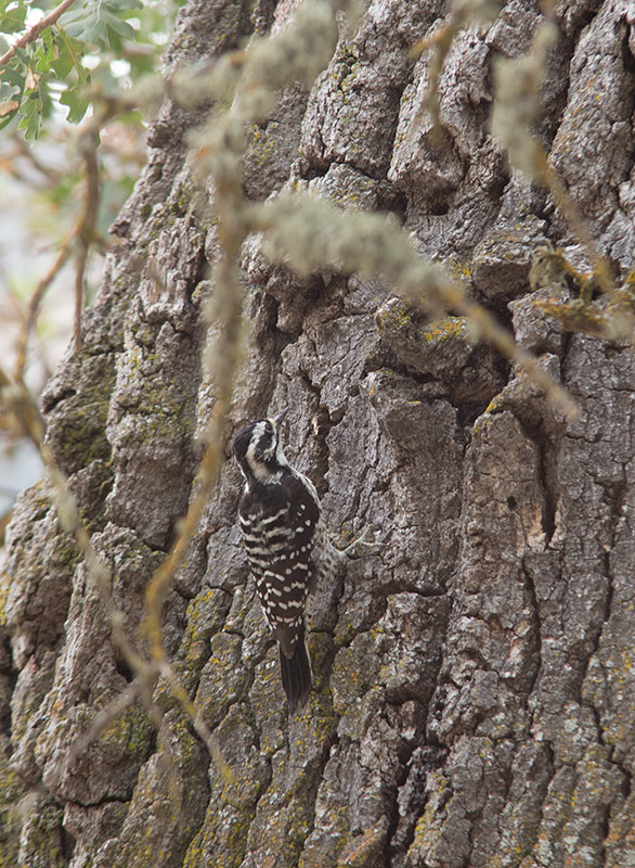  Nuttalls Woodpecker (Dryobates nuttallii)
