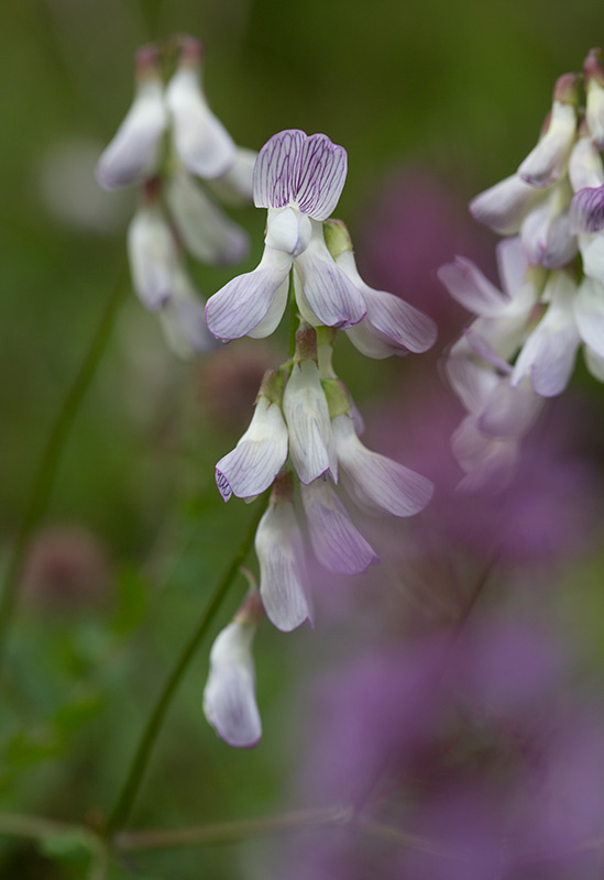 Skogsvicker (Vicia sylvatica)