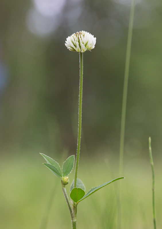 Backklver (Trifolium montanum)