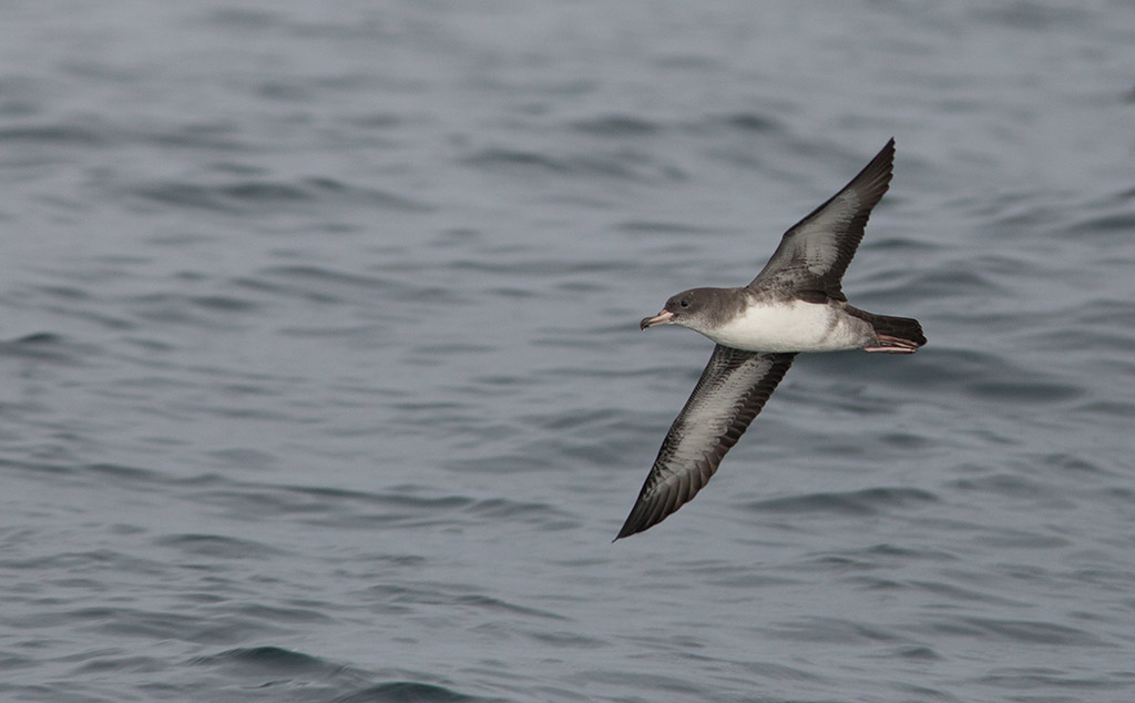 Pink-footed Shearwater (Ardenna creatopus)