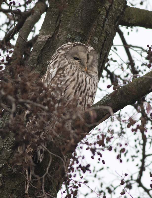 Ural Owl (Strix uralensis)