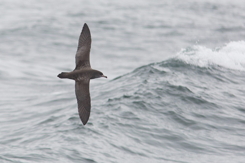 Pink-footed Shearwater (Ardenna creatopus)