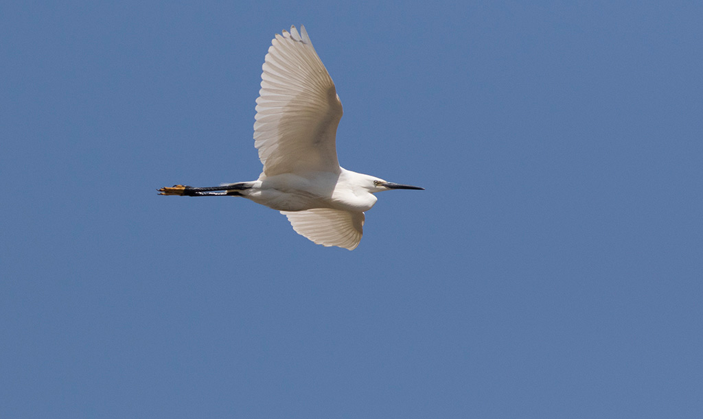 Little Egret (Egretta garzetta)