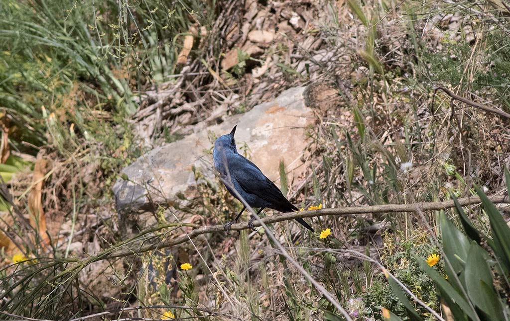 Blue Rock Thrush (Monticola solitarius)