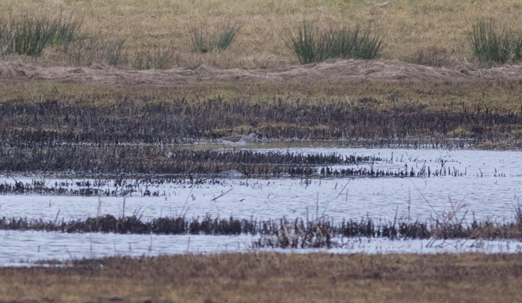 Greater Yellowlegs (Tringa melanoleuca)