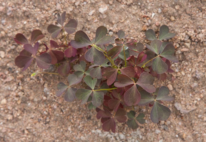 Rdbrun klveroxalis (Oxalis stricta var. rufa)
