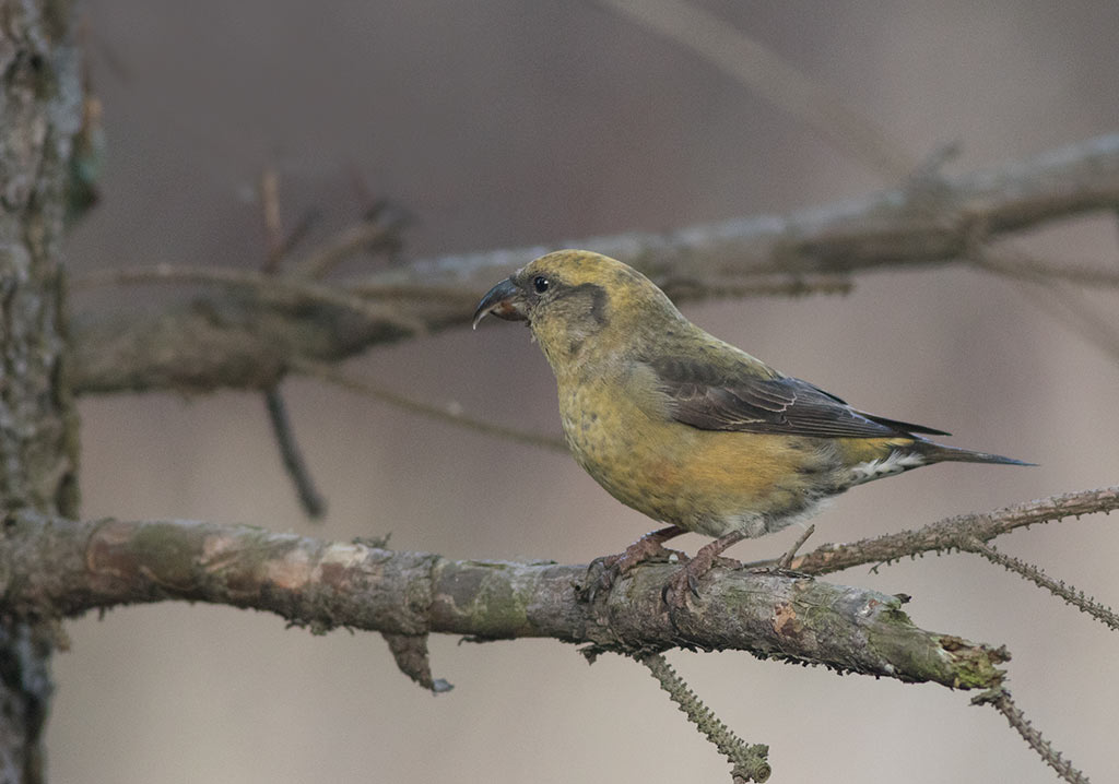 Red Crossbill (Loxia curvirostra)